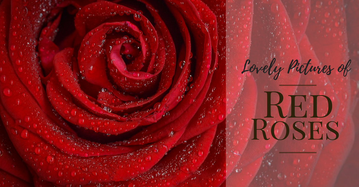 red roses