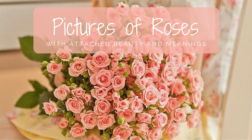 Pictures of Roses