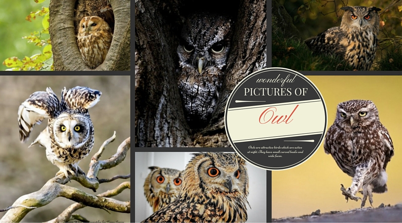Wonderful Pictures of Owl