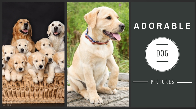 dog images