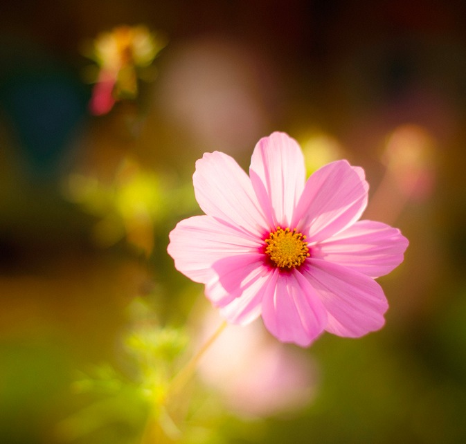 Light on flower