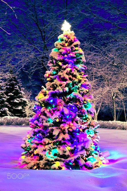 christmas-tree-outside