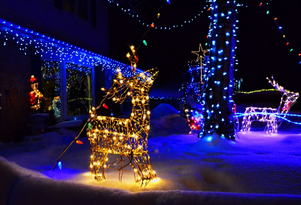 frozen-reindeer