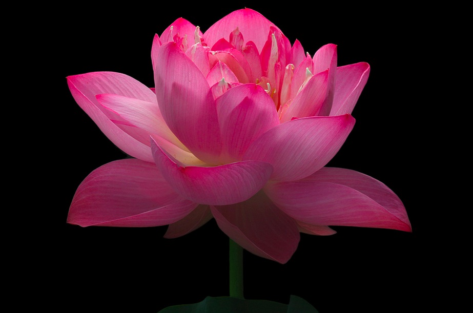 Pink Lotus Flower
