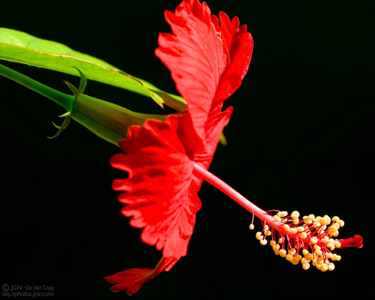 Red Hibiscus Flower