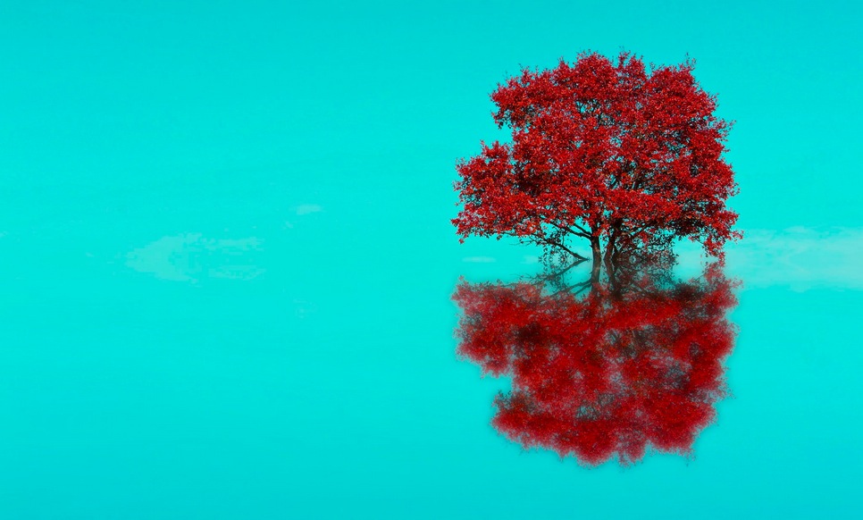 Tree reflect!