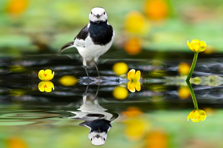 White Wagtail