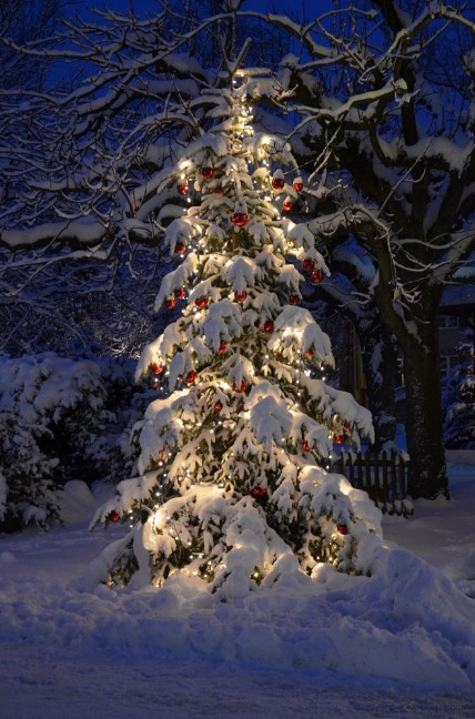 winter-christmas-tree