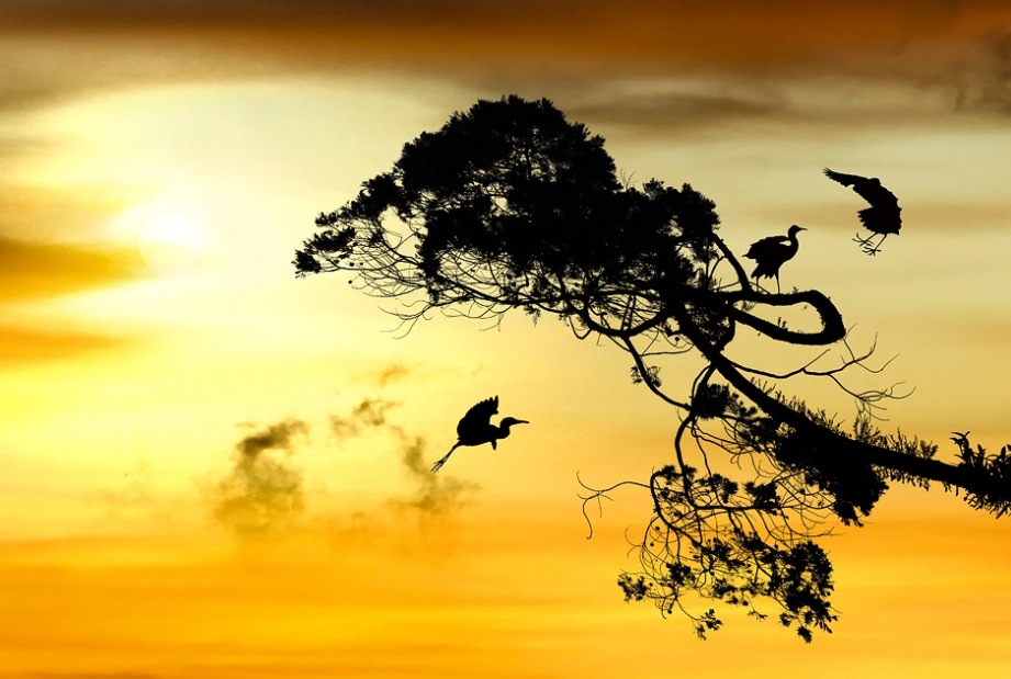 A Piece of Golden Poem