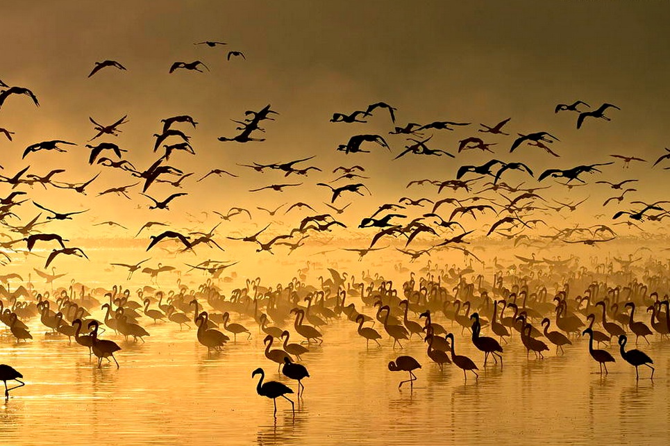 Flight of the Flamingos