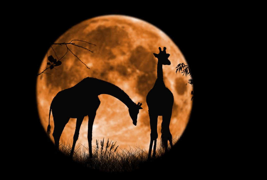 Giraffes at Full Moon