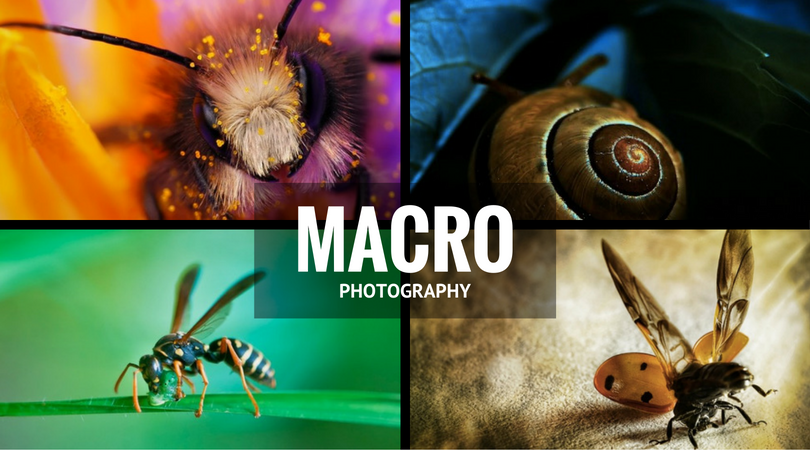 Macro Photography