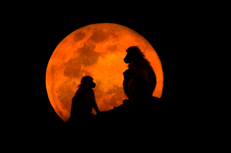 The Baboons & The Moon