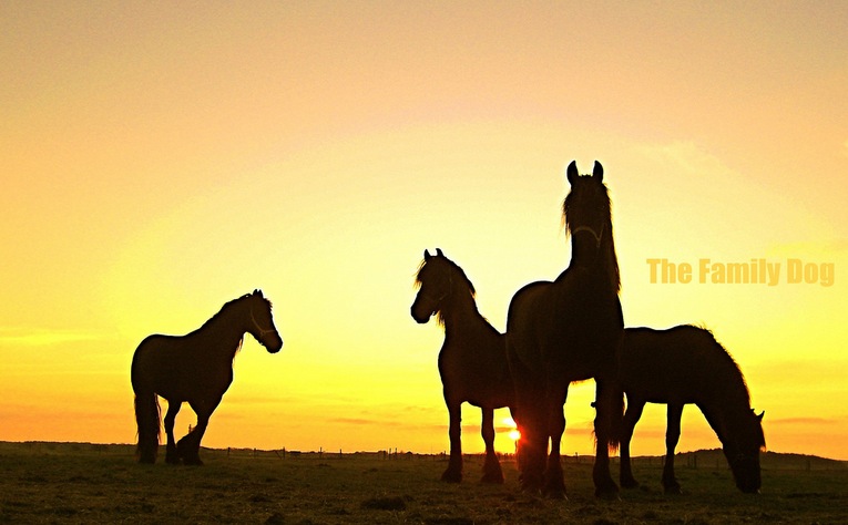 silhouette horses