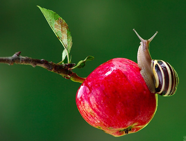 An Apple a Day...