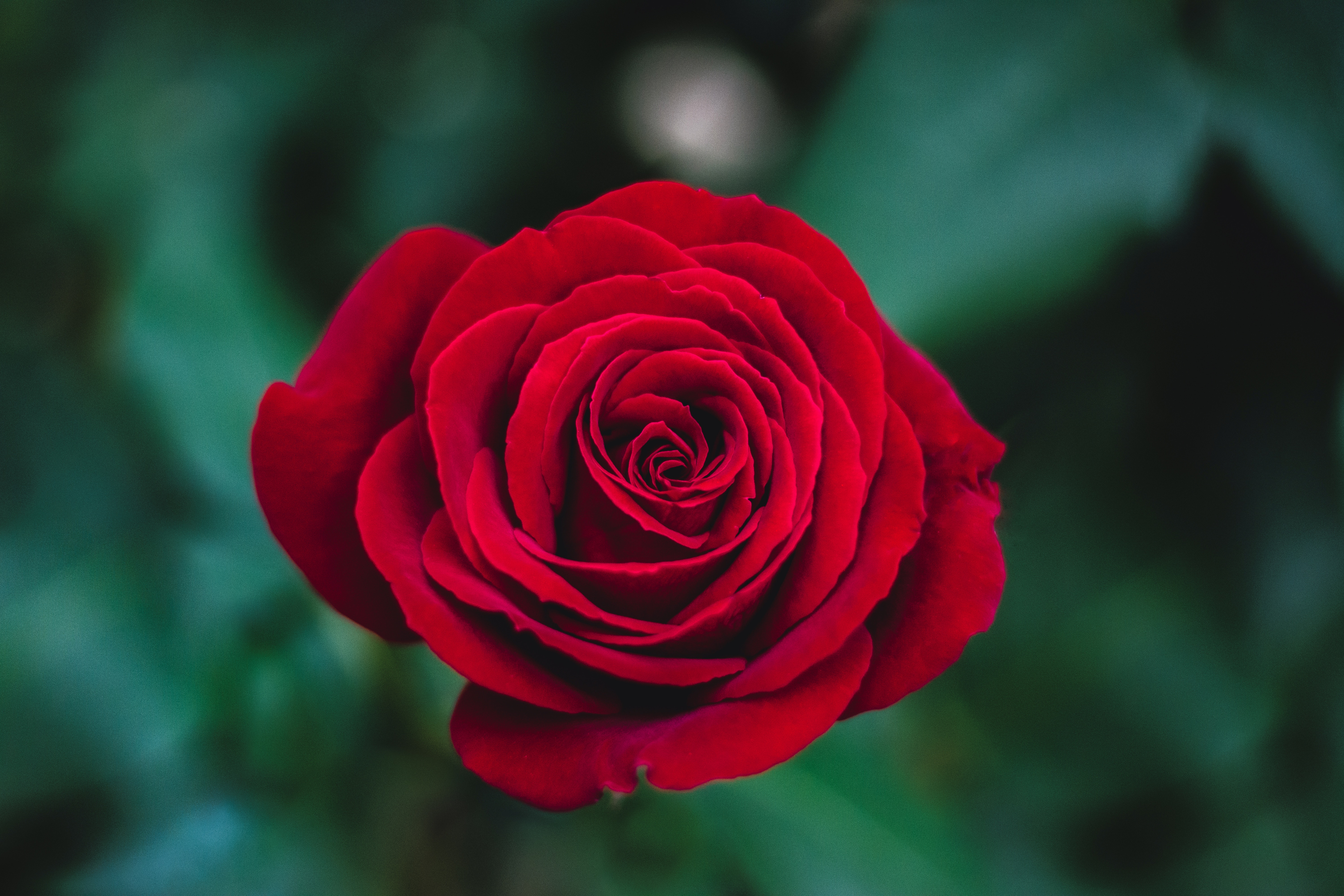 Close-up of a deep red rose