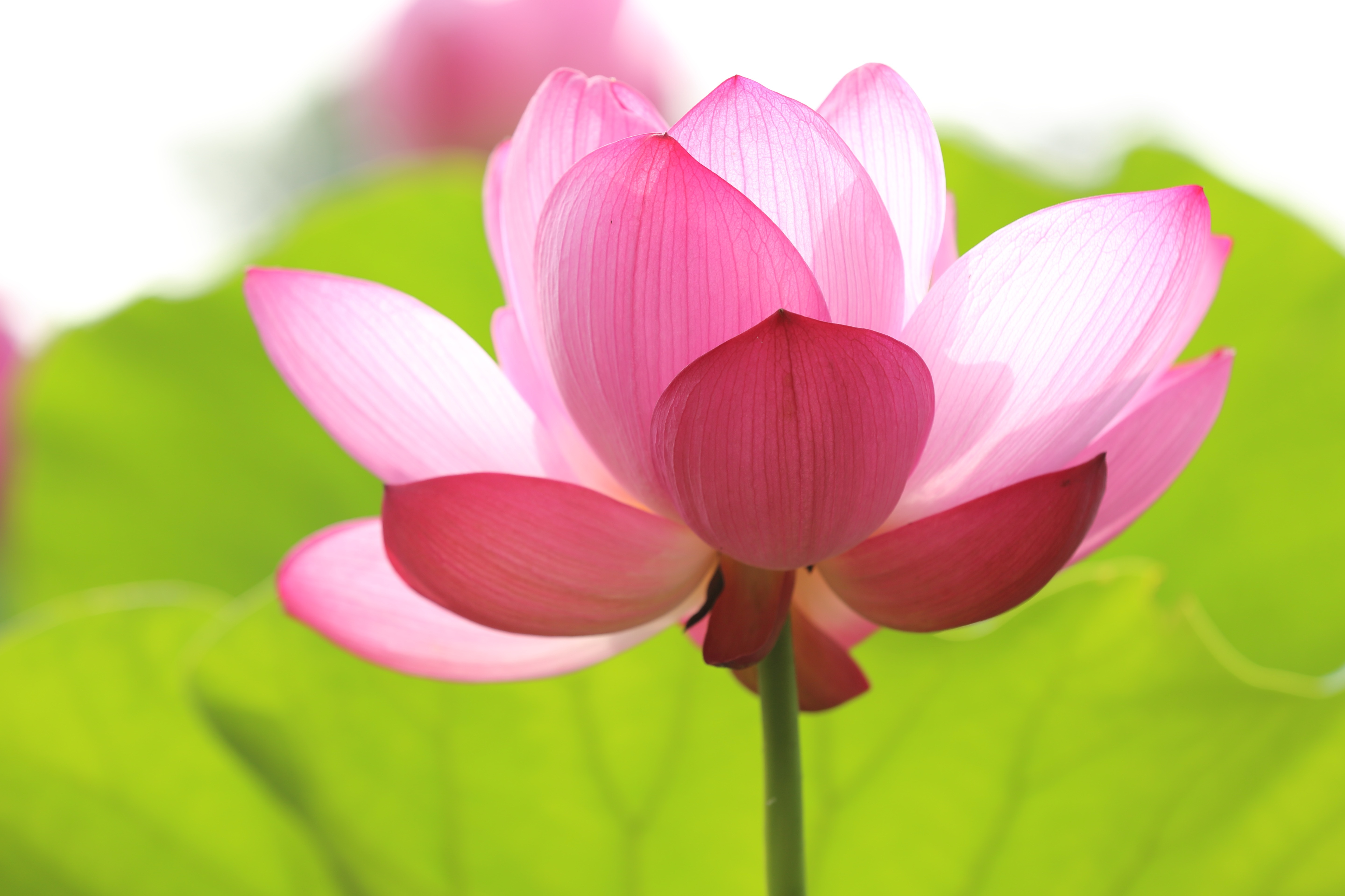 Close-up of a flower with pink petals opening up in sunlight