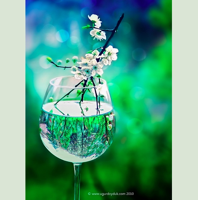 Garden of Glass