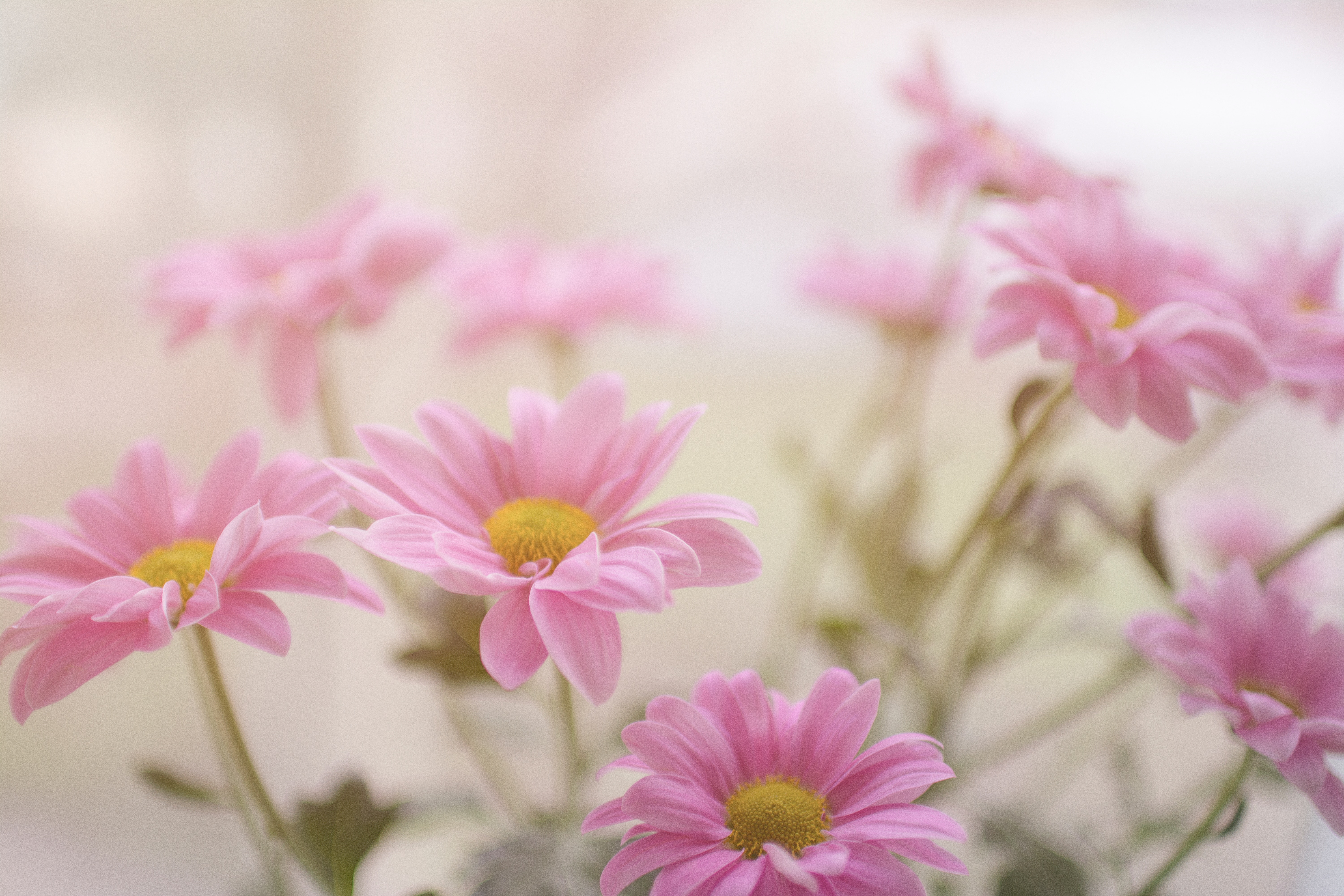 Group of pink flowers