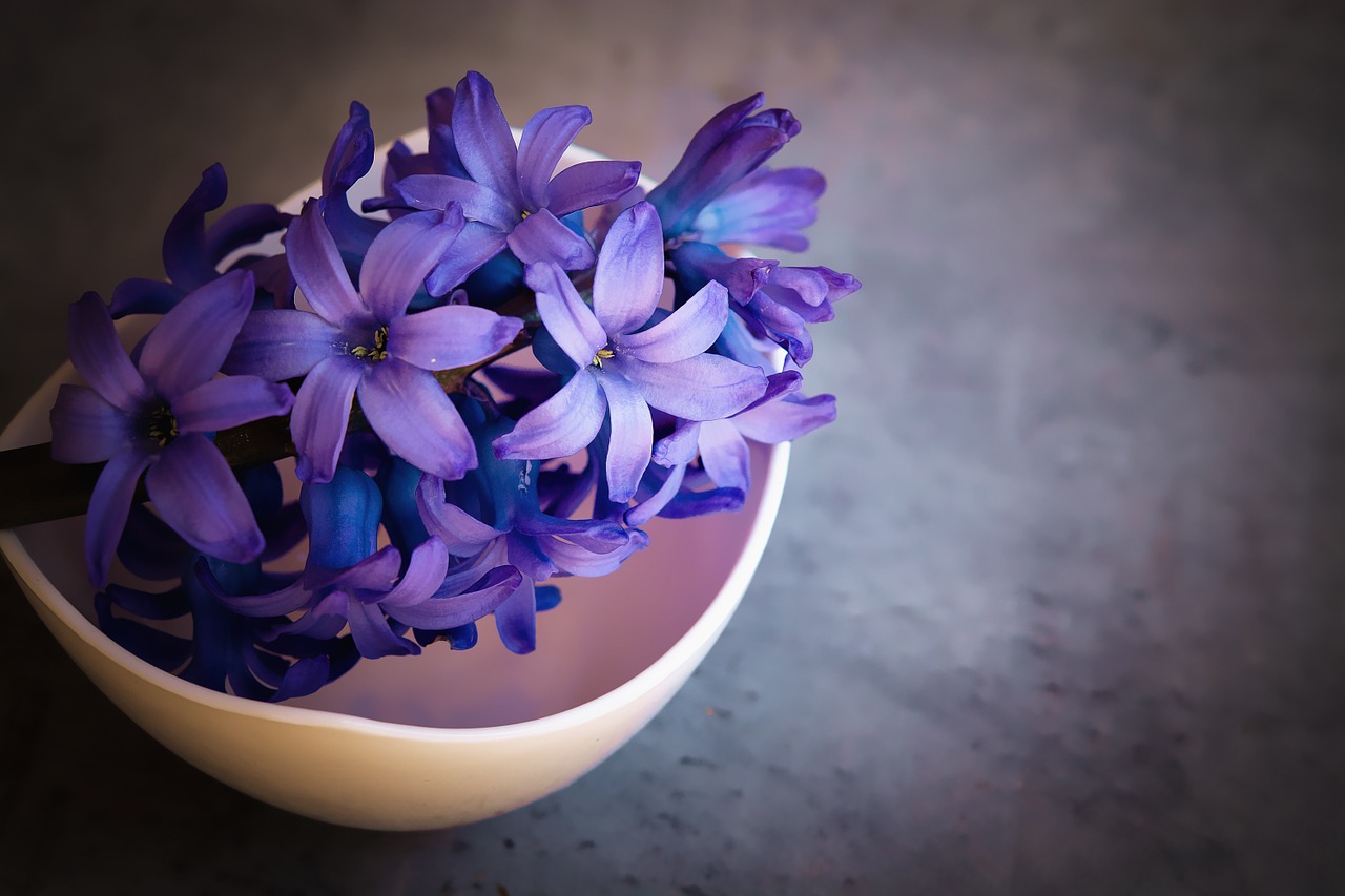 Hyacinth Flower