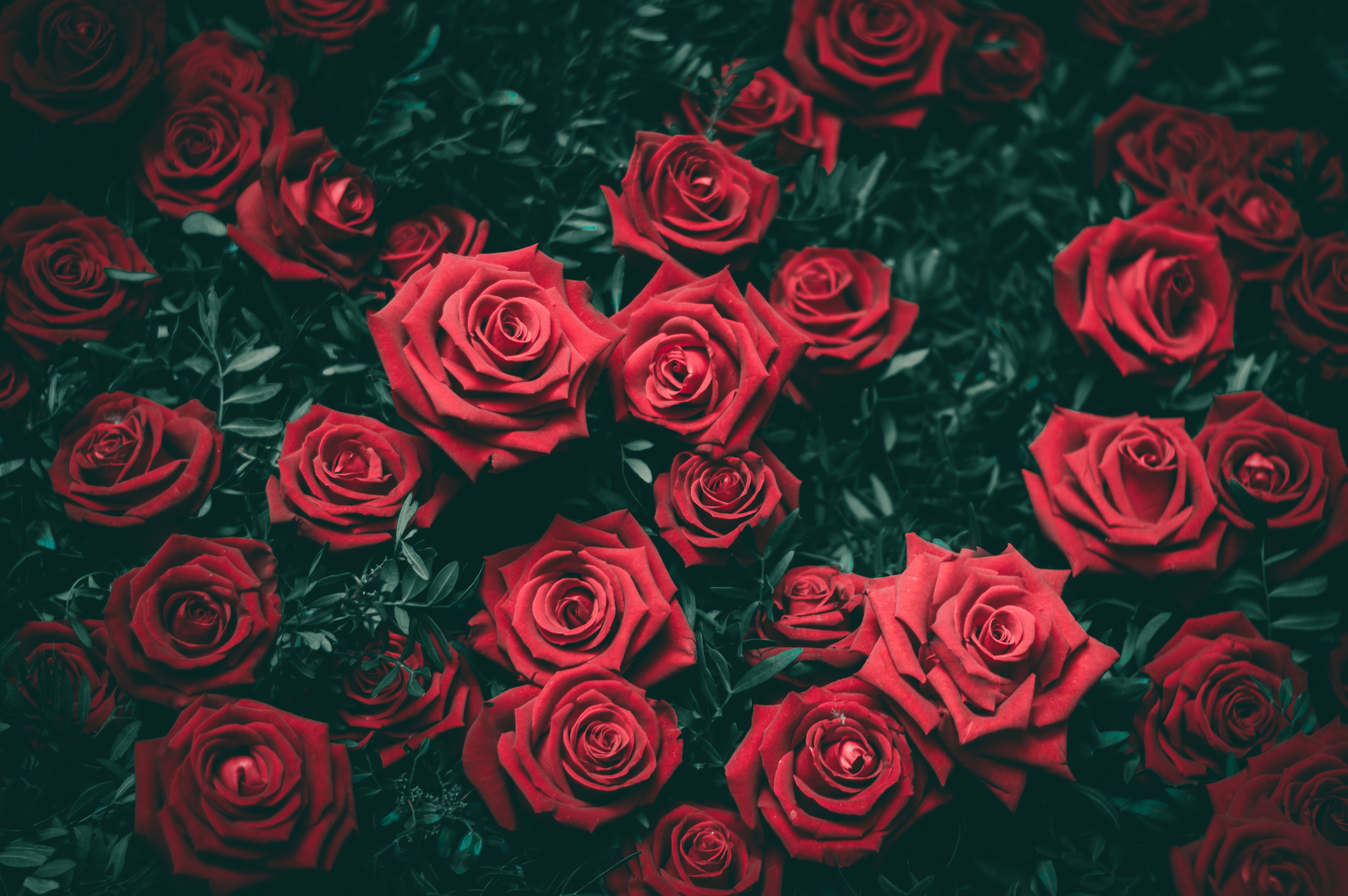 Top view of deep red roses in full bloom