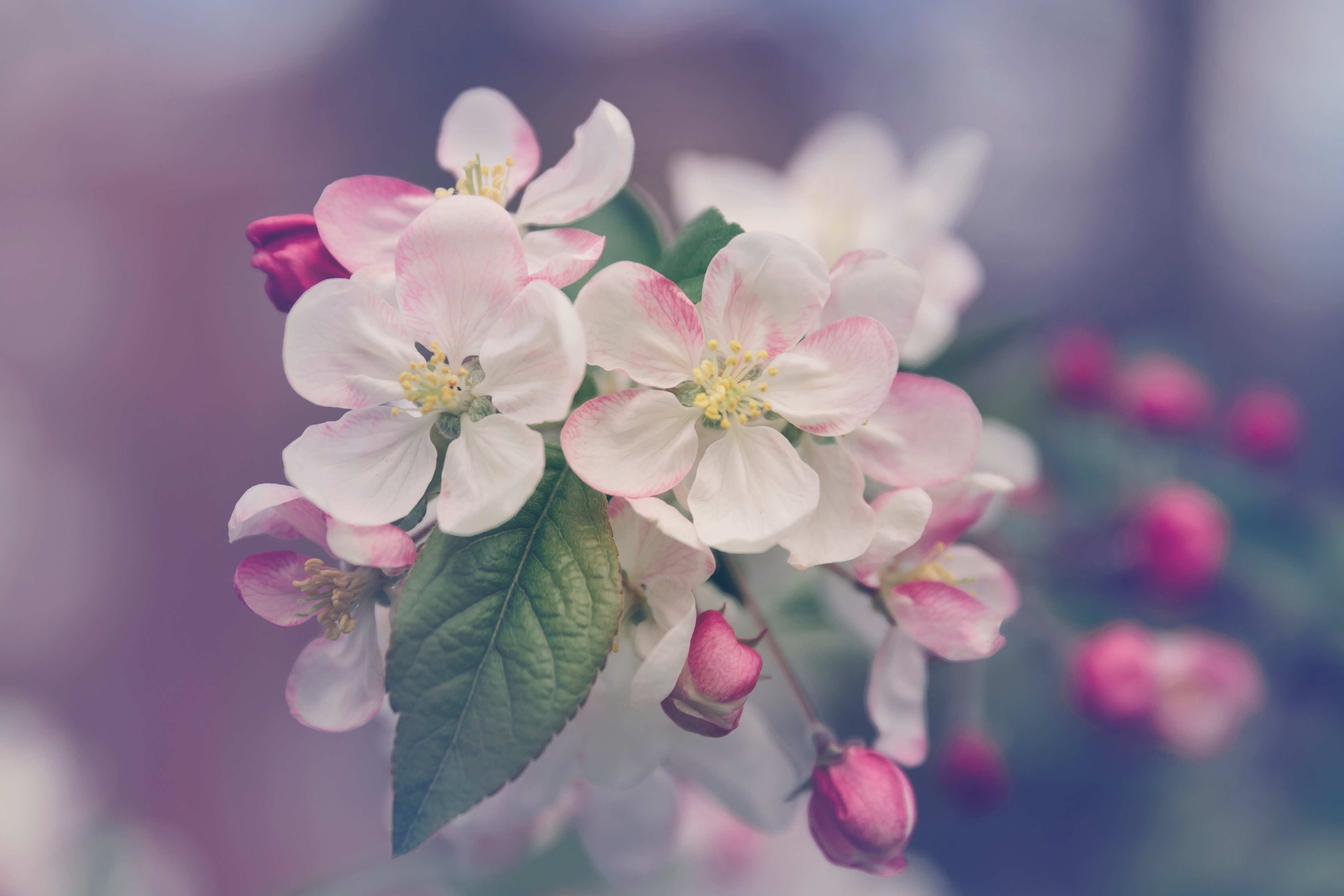 White flower with green leaf and red cherries in bloom in Spring, San Sebastián