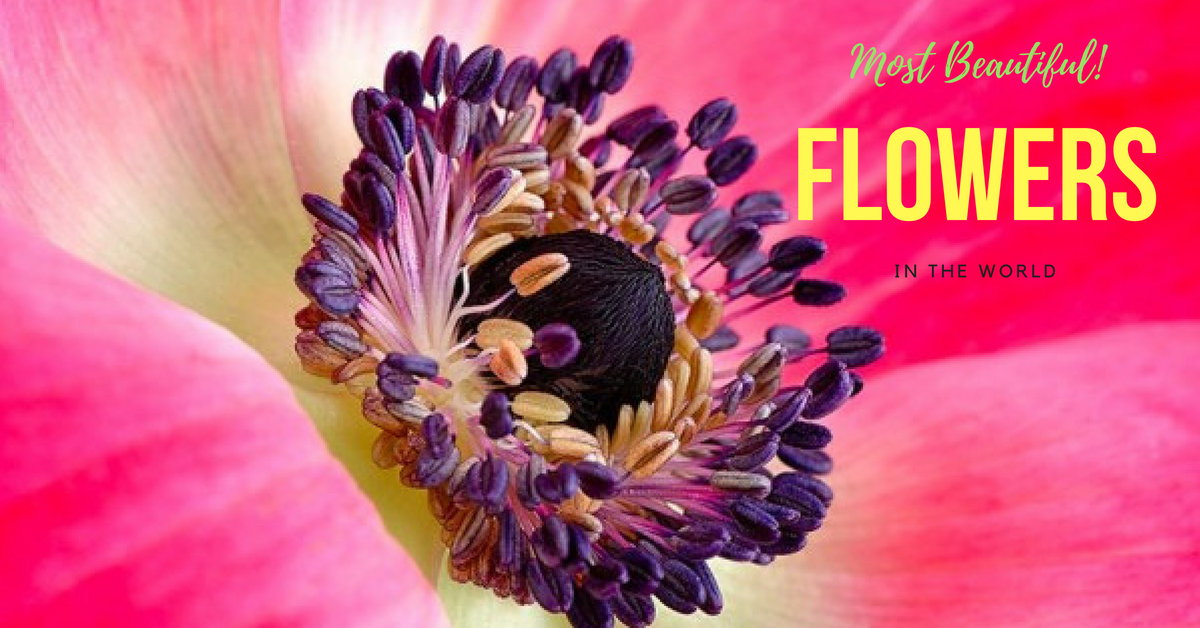 most beautiful flowers