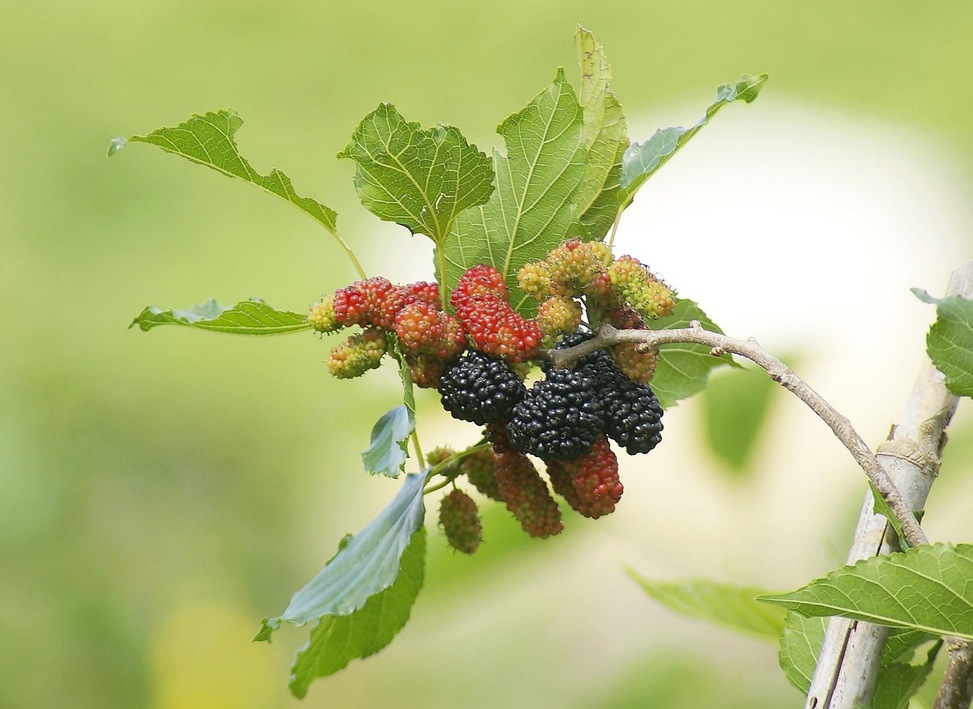 mulberry