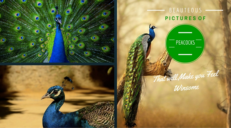 Beauteous Pictures of Peacocks