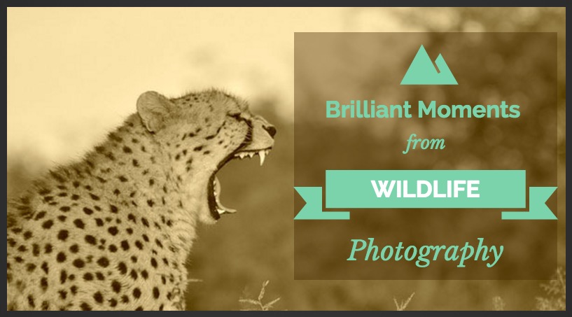 Brilliant Moments from Wildlife Photography