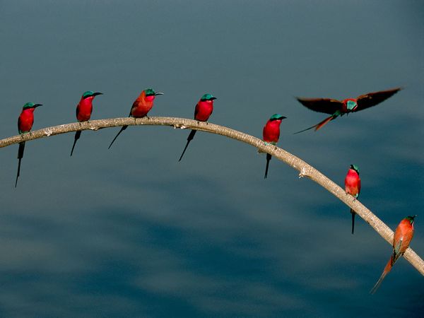 Carmine Bee-Eaters
