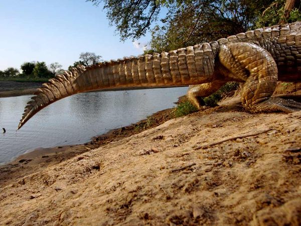 Crocodile by Camera Trap