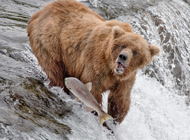 Face Control Alaska Style