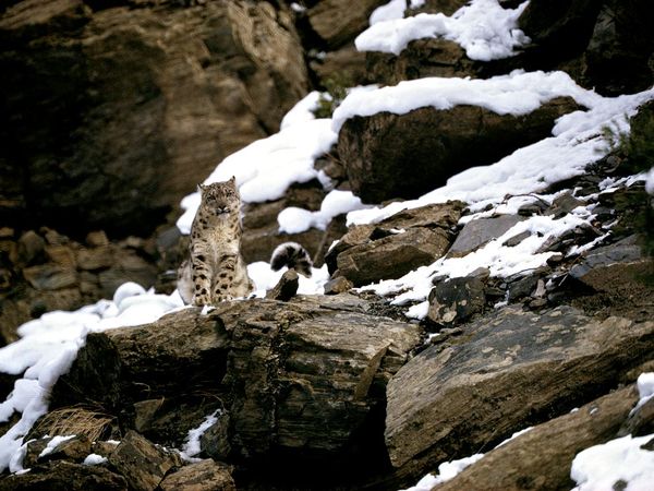 First Snow Leopard Photograph