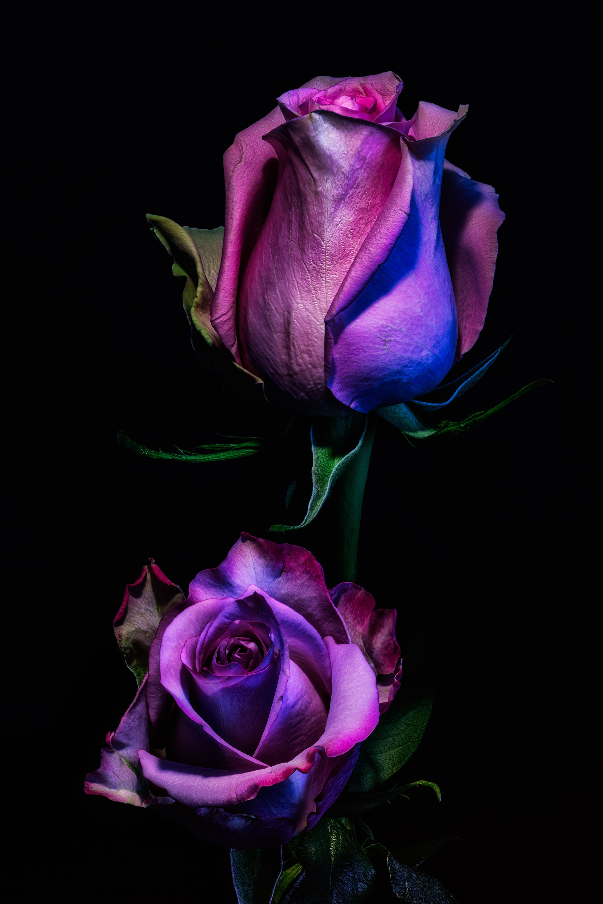 Floral fine art colorful low key macro portrait of a flowering violet pink rose blossom