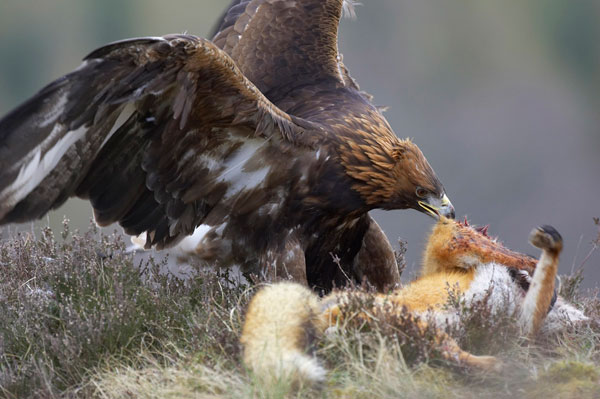 Golden Eagle Attack