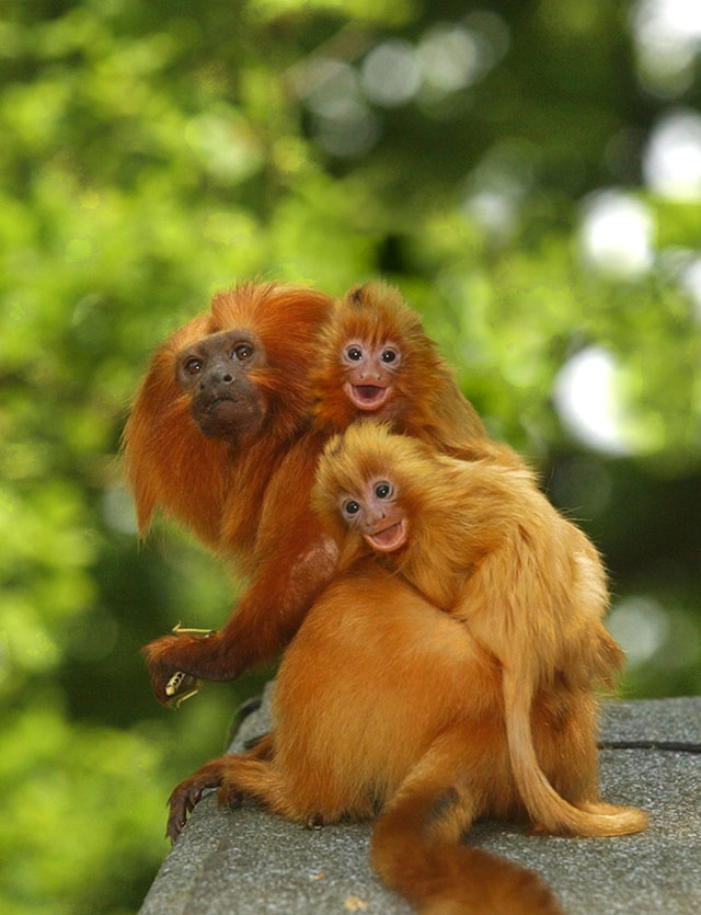 Golden Lion Tamarins Ride