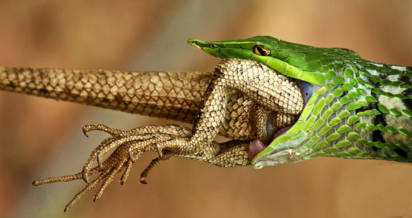 Green Snake Closeup