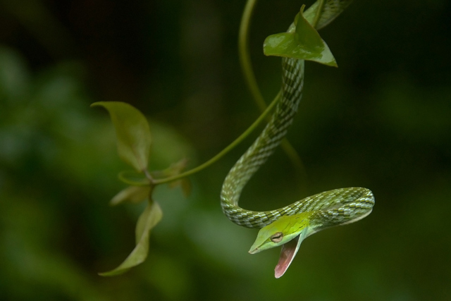 Green Vine Snake