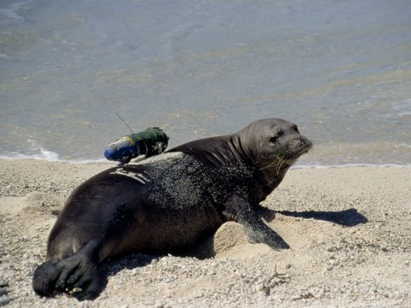 Hawaiian Monk Seal With Crittercam