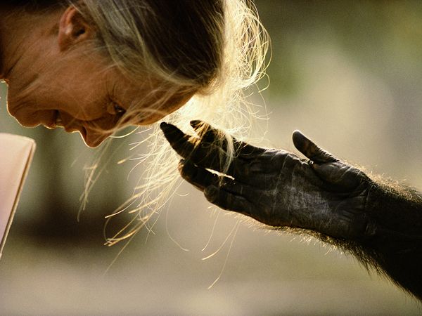 Jane Goodall With Chimp