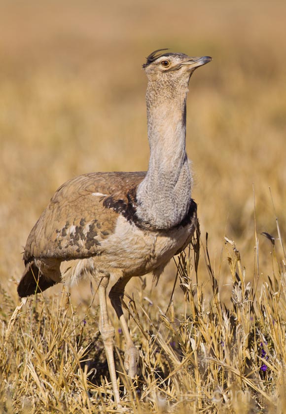 Kori Bustard