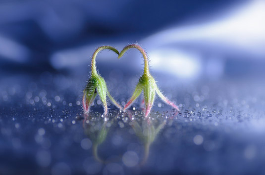 Lafugue Logos