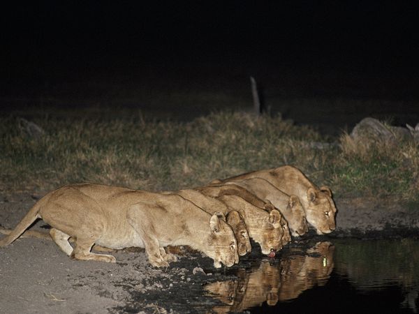 Lionesses Drinking