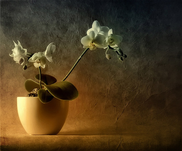 Mini Phalaenopsis