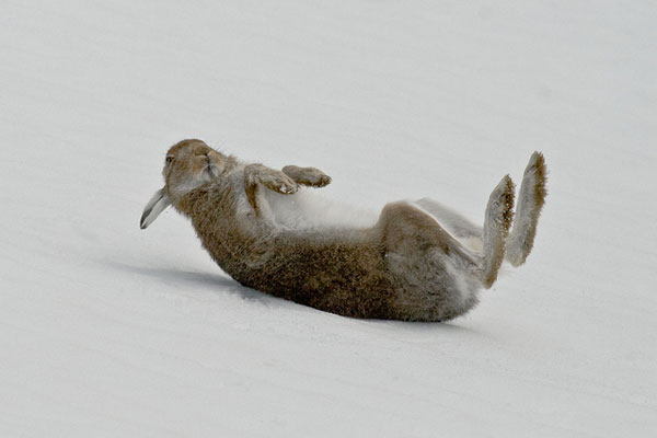Mountain Hare Rolling in Snow