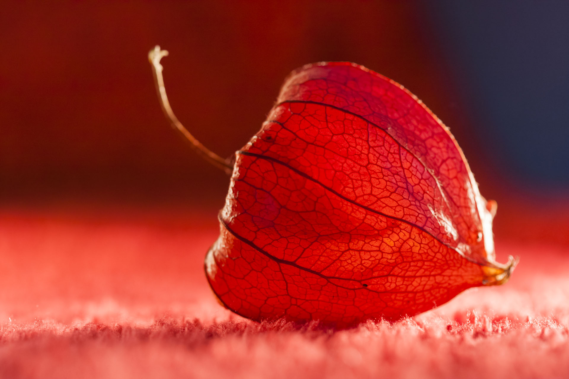 Physalis alkekengi - dried fruit abstract and beautiful filigree texture with red background