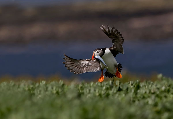 Puffin