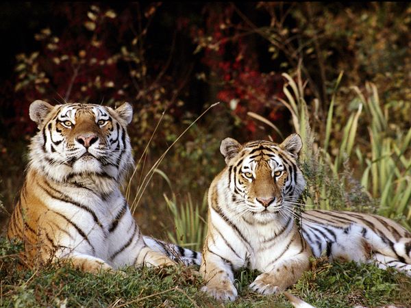 Siberian Tiger Conservation