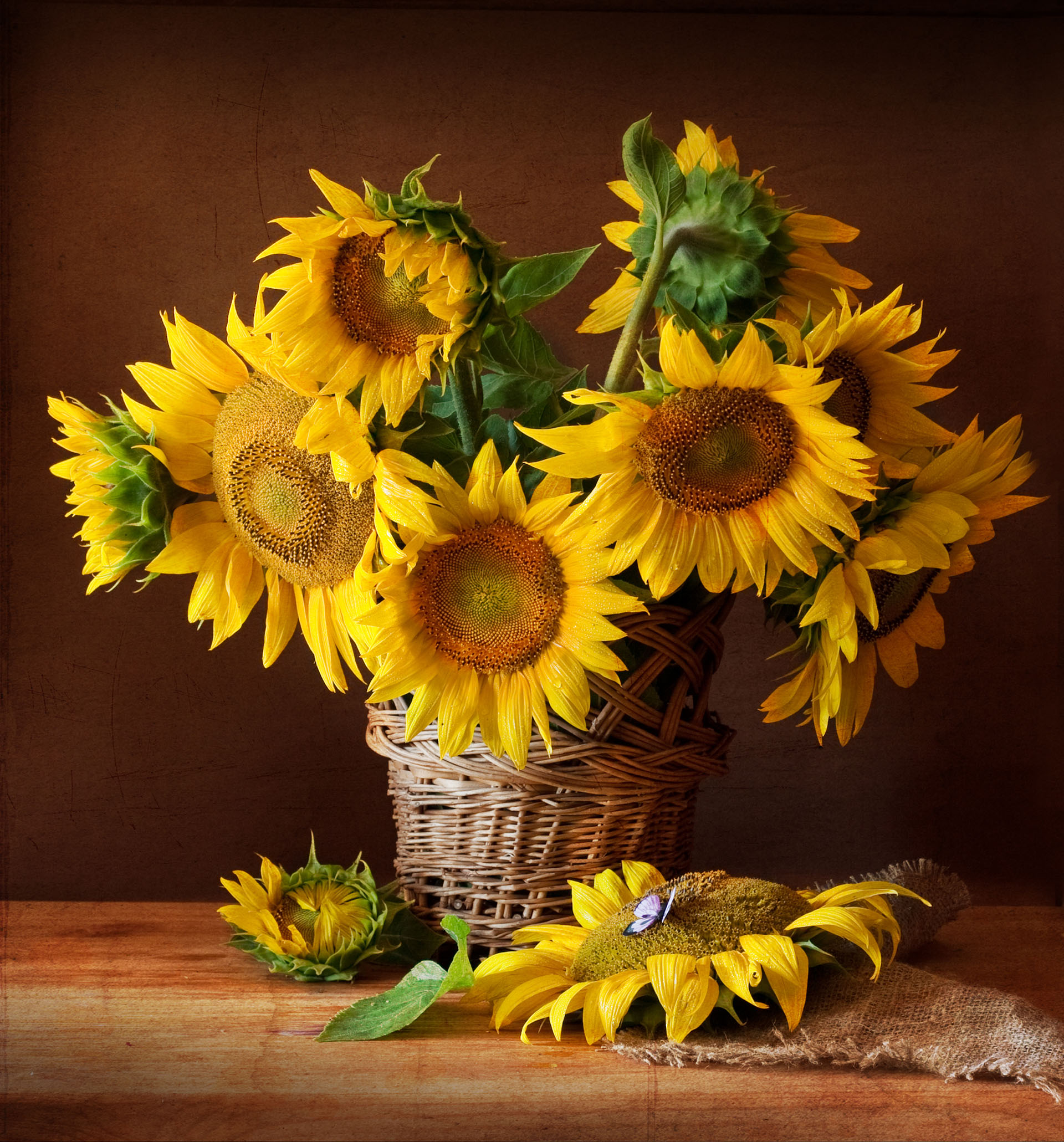 Still Life with Sunflower and Butterfly